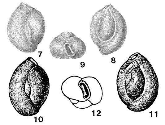 Miliolina reussi Bogdanovich, 1947