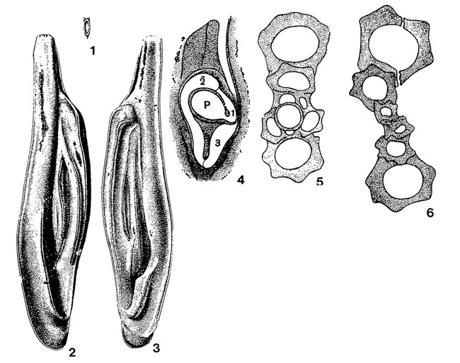 Miliolina caucasica Bogdanovich, 1947