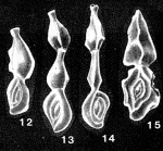 Rectomassilina triangularis Seiglie, 1964 