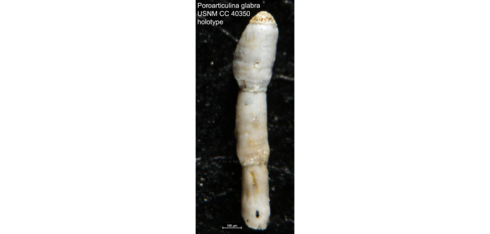 Poroarticulina glabra Cushman, 1944 Poroarticulina glabra Cushman, 1944