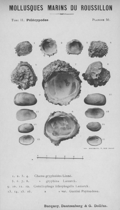 Bucquoy et al. (1887-1898, pl. 50) Bucquoy et al. (1887-1898, pl. 50)