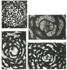 Keramosphaera allobrogensis Steinhauser, Brönnimann & Kahn-Zan., 1969