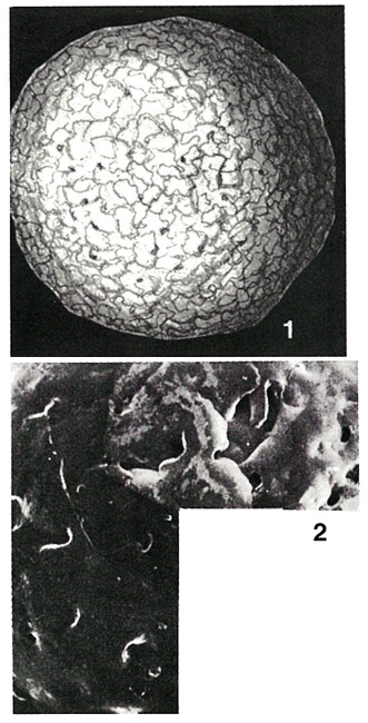 Keramosphaera murrayi Brady, 1882