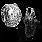 Helentappanella punctatocostata (Cushman, 1933)