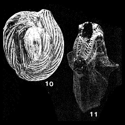 Helentappanella punctatocostata (Cushman, 1933) Helentappanella punctatocostata (Cushman, 1933)