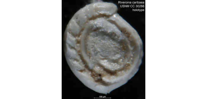 Riveroina caribaea Bermúdez, 1939