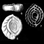 Riveroina caribaea Bermúdez, 1939