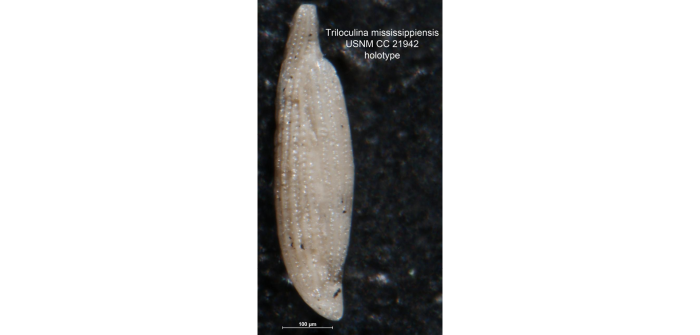Triloculina mississippiensis Cushman, 1935 Triloculina mississippiensis Cushman, 1935