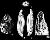 Triloculina mississippiensis Cushman, 1935