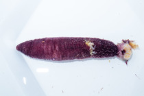 Euthyonidiella arenicola from Labrador
