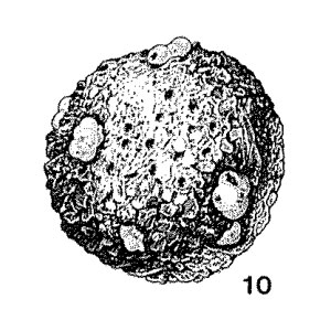 Orbulinoides agglutinatus Saidova, 1970