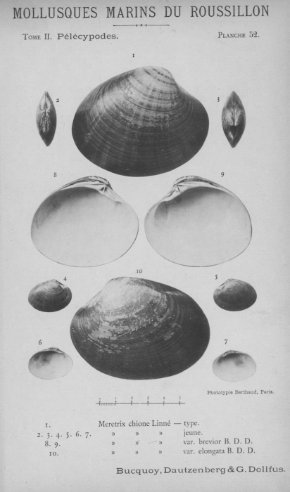 Bucquoy et al. (1887-1898, pl. 52) Bucquoy et al. (1887-1898, pl. 52)