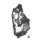 Ordovicina oligostoma Eisenack, 1938