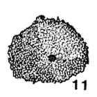 Stomasphaera brassfieldensis Mound, 1961