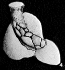 Nubeculariella birulai Averintsev, 1911