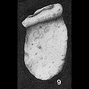 Sacculinella australae Crespin, 1958 Sacculinella australae Crespin, 1958