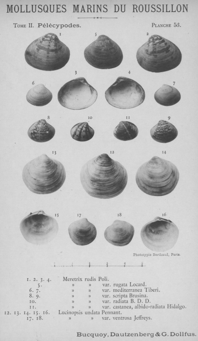 Bucquoy et al. (1887-1898, pl. 53) Bucquoy et al. (1887-1898, pl. 53)