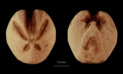 Brisaster moseleyi Brisaster moseleyi