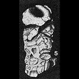 Hyperammina rudis Parr, 1942 Hyperammina rudis Parr, 1942