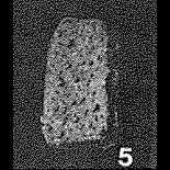 Thekammina quadrangularis Dunn, 1942 Thekammina quadrangularis Dunn, 1942