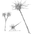 Spiculosiphon radiatus Christiansen, 1964