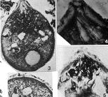 Psammophaga simplora Arnold, 1982