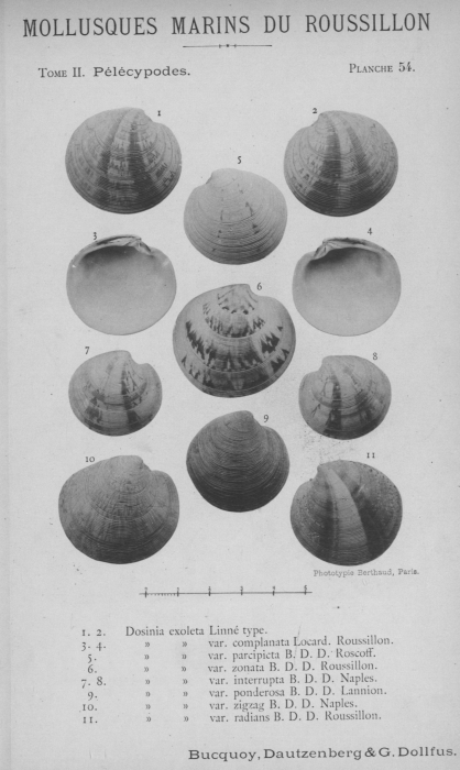 Bucquoy et al. (1887-1898, pl. 54) Bucquoy et al. (1887-1898, pl. 54)