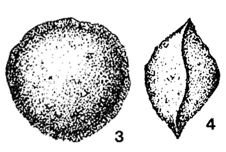 Bykovaeina divulgata Suleymanov, 1969 Bykovaeina divulgata Suleymanov, 1969