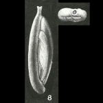 Spirolocammina tenuis Earland, 1934