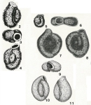Birsteiniolla macrostoma Yankovskaya & Mikhalevich, 1972