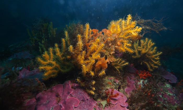 Paramuricea baetica Paramuricea baetica