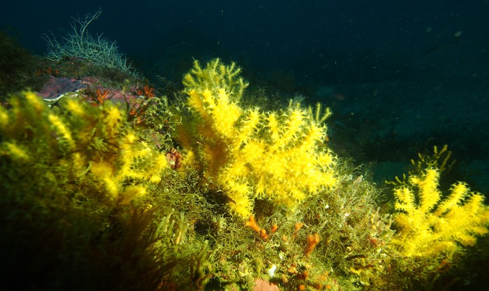 Paramuricea baetica Paramuricea baetica
