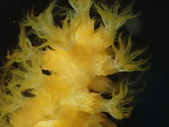 Paramuricea baetica Paramuricea baetica