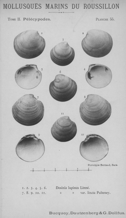 Bucquoy et al. (1887-1898, pl. 55) Bucquoy et al. (1887-1898, pl. 55)