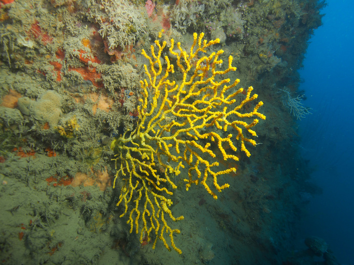 Paramuricea tingitana Paramuricea tingitana
