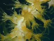 Close up on polyps and coenenchyme (20-25 m) (MMC-T-73, Colección Tipo). 