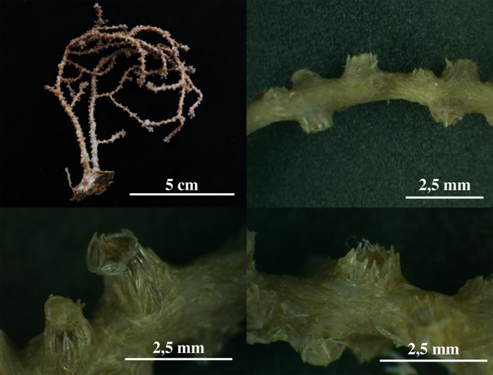 Nestormuricea gratiaplena Nestormuricea gratiaplena