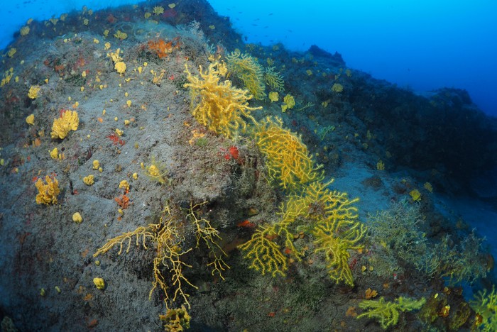 Nestormuricea gratiaplena Nestormuricea gratiaplena