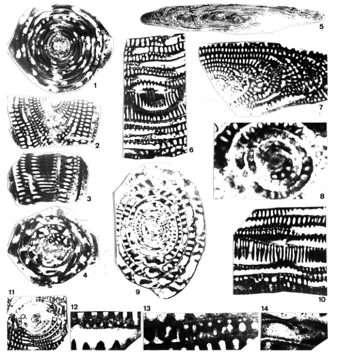 Praealveolina michaudi Pêcheux, 2002