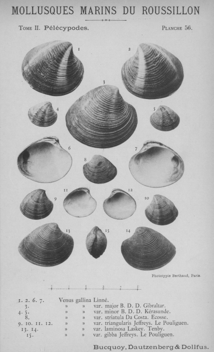 Bucquoy et al. (1887-1898, pl. 56) Bucquoy et al. (1887-1898, pl. 56)