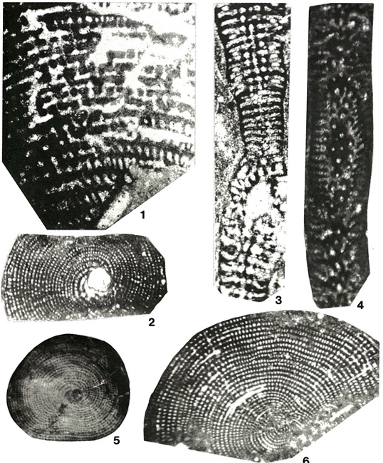 Cycledomia iranica (Henson, 1948) Cycledomia iranica (Henson, 1948)