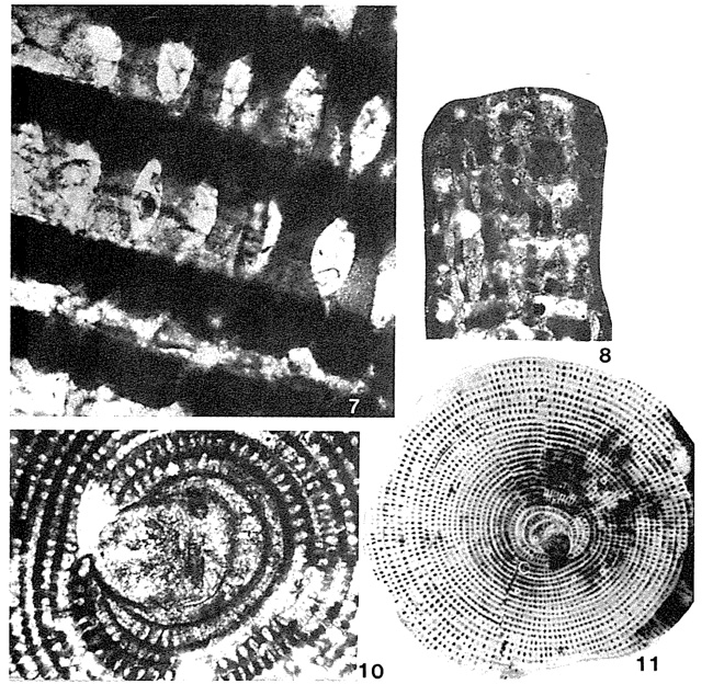 Cyclorbiculinoides jamaicensis Robinson, 1974