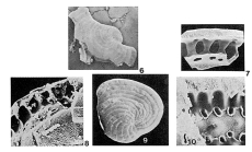 Androsina lucasi Lévy, 1977