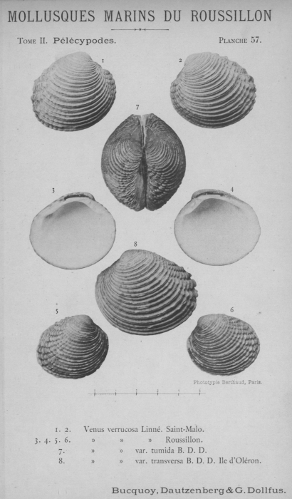 Bucquoy et al. (1887-1898, pl. 57) Bucquoy et al. (1887-1898, pl. 57)