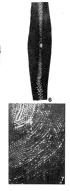 Opertorbitolites douvillei Nuttall, 1925