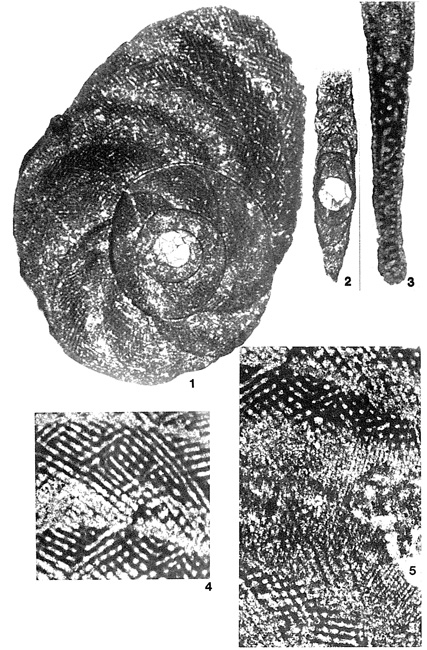 Yaberinella jamaicensis Vaughan, 1928