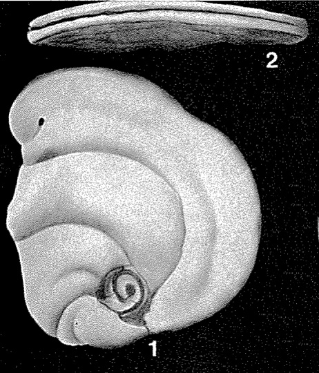 Renulina opercularia (Lamarck, 1804) Renulina opercularia (Lamarck, 1804)