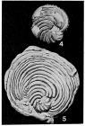 Archiacina armorica (d'Archiac, 1868)