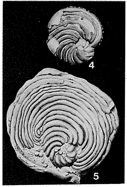 Archiacina armorica (d'Archiac, 1868) Archiacina armorica (d'Archiac, 1868)