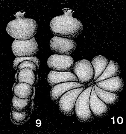 Peneroplis (Monalysidium) sollasi Chapman, 1900 Peneroplis (Monalysidium) sollasi Chapman, 1900